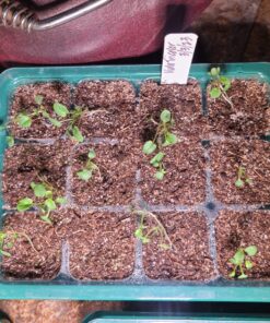 Outsidepride Viola Johnny Jump Up Wild Flowers & Ground Cover Plants - 5000 Seeds 51 81of5N8DBrL