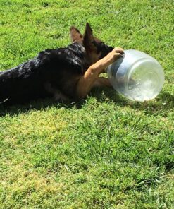 Petmate Replendish Gravity Waterer With Microban for Cats and Dogs, 2.5 Gallons,Blue, Made in USA Blue 2.5 GAL 55 81omWTdWuwL