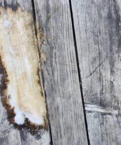 WM BARR WM BARR FG505 house-primers, 1-Gallon 32 81onZ2KH6qL