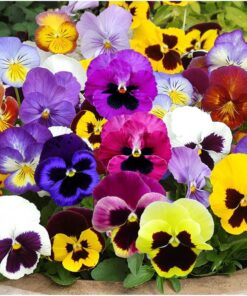 Seed Needs, Edible Wildflower Seed Packet Collection (7 Varieties of Flower Seed for Planting) Non-GMO & Untreated - Includes Viola, Pansies, Chives, Borage, Calendula, Nasturtium and Bee Balm 25 81oqQXjpQjL