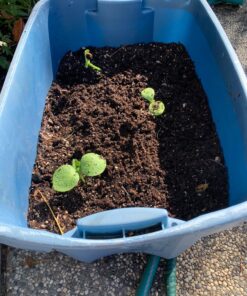 SpongEase Coconut Coir Compressed Block expands up to 18.7 Gallons (2.5 Cu Ft) - Ideal Growing Medium for Potting Mix - Healthy Roots, Healthy Plants and Bountiful Harvest (1 Pack) - Healthy Roots, Healthy Plants & Bountiful Harvest 33 81osbpYnqPL