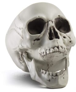 Prextex 6.5" Plastic Skull Head Halloween Decor | Realistic Life-Size Skeleton Skull Halloween & Day of The Dead Decoration | Scary Human Skull Replicas Skeleton Decor | Head Skulls Decor 22 81ovDDu7ysL 1