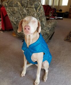 Kurgo Loft Dog Jacket, Reversible Dog Coat, Wear with Harness or Sweater, Water Resistant, Reflective, Winter Coat For Large Dogs (Coastal Blue, XL) Extra Large Coastal Blue/Orange 50 81owW9G87QL