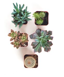 Shop Succulents | Assorted Collection of Live Succulent Plants, Hand Selected Variety Pack of Mini Succulents | | Collection of 5 in 2" pots 15 81oxzP8 ML