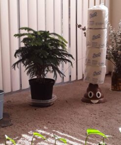 Scott® Professional 100% Recycled Fiber Standard Roll Toilet Paper (13217), with Elevated Design, 2-Ply, White, Individually wrapped rolls, 473 Count (Pack of 80), Total 37,840 Sheets 42 81oyVi0tbqL