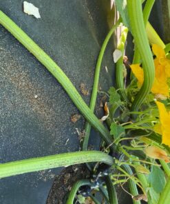 Live Beneficial Nematodes Hb+Sc+Sf - Kills Over 200 Different Species of Soil Dwelling and Wood Boring Insects. (5 Million_Nematodes) 23 81p1SMf9 fL