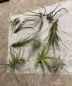 Air Plants Tillandsia Assortment 10 Pack Easy Houseplants for Beginners Small to Medium 1.5"-6"+ 35 81p3O0dm3SL