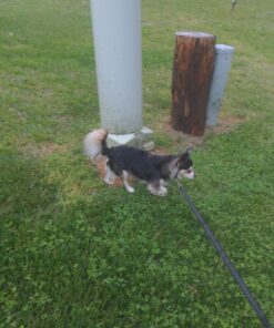 Pet Fit For Life 64" Premium Two Dog Leash: Premium Double Leash for Dogs, Provides Control and Comfort - Durable Foam Rubber Handle, Shock Absorbing Cord - Includes Bonus Collapsible Water Bowl Large 37 81p4sN5BNzL