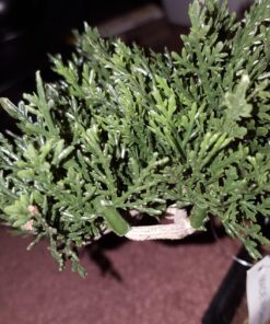 Nearly Natural 4122 8.5in. Bonsai Silk Plant Collection (Set of 3),Green 19 81p8JzOjiL