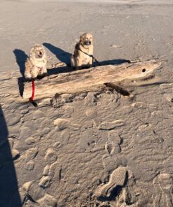 Alternative view of Jerky Treats Tender Beef Strips Dog Snacks 3.75 Pound (Pack of 1)