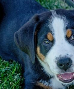 Nikon D7000 DSLR (Body Only) (OLD MODEL) Body Only Base 43 81pFsTlSgwL