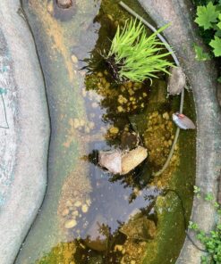 Summit Clear-Water Barley Straw Pond Treatment, 2-Pack, Treats upto 2000 Gallons, 1000 Gallons per Bale Treats 2000 Gallons 36 81pIKG6A2PL