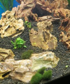 Staurogyne Repens Tissue Cultured - Foreground Aquarium Plant 53 81pIvhg2PL