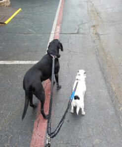 Pet Fit For Life 64" Premium Two Dog Leash: Premium Double Leash for Dogs, Provides Control and Comfort - Durable Foam Rubber Handle, Shock Absorbing Cord - Includes Bonus Collapsible Water Bowl Large 45 81pOwx8rc9L