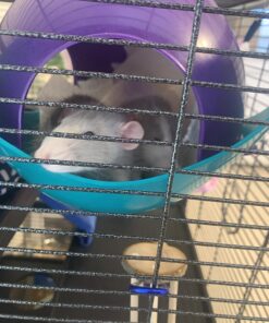 Lixit Critter Space Pod Hideaway Home for Guinea Pigs, Rats, Mice, Hamsters, Gerbils and Other Small Animals (Assorted, Large) Assorted 58 81pQgewLwiL
