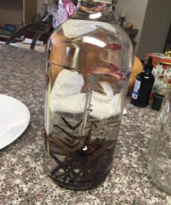 10 Split Extract Grade B Madagascar Bourbon Vanilla Beans 13~15 cm (5~6") by Vanilla Products USA 40 81pSCtrwrFL