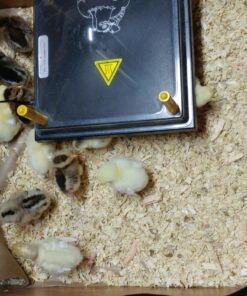 Premier Chick Heating Plate Kit - Includes Cover and Warms Up to 20 Chicks - 12" W x 12" L 20 81pTA5uYuLL
