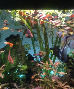 Seachem Flourish Potassium 500ml One size 35 81pTbnJbzKL