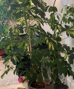 Modern Innovations Ceramic Terracotta Self Watering Spikes (4 Pack) Vacation Automatic Plant Waterer Devices, Indoor/Outdoor Planter Insert, Terra-Cotta Stakes for Potted Plants, Auto-Water System 4 Pack 43 81pdB9WKSL