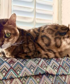 SHEBA PERFECT PORTIONS Paté Adult Wet Cat Food Trays (24 Count, 48 Servings), Savory Chicken and Roasted Turkey Entrée, Easy Peel Twin-Pack Trays 1.32 Ounce (Pack of 24) 30 81phPOm5iAL