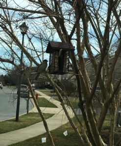 More Birds Double Suet Cage Bird Feeder with Metal Roof, Fruit and Suet Feeder, 2 Suet Cake Capacity Brown Double Cage 44 81pkpoCrS7L