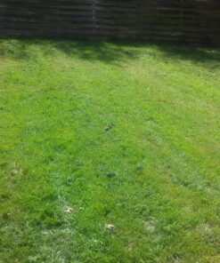 Sun Joe MJ401E 14-Inch 12-Amp Electric Lawn Mower w/Collapsible Handle for Storage, 3-Position Height Control, 10.6-Gallon Bag, Green Original Version 59 81pldl2WTML 1