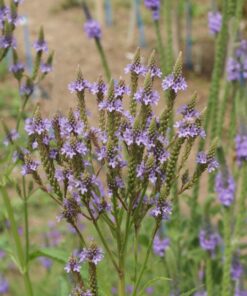 Outsidepride Verbena Hastata Blue Vervain Pollinating Wild Flower Plants - 5000 Seeds 11 81pmZadTL5L