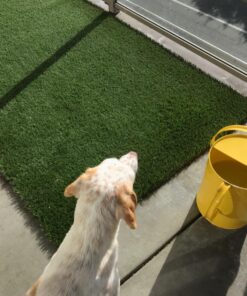 Simple Green Outdoor Odor Eliminator for Pets, Dogs, 1 gallon Refill - Ideal for Artificial Lawns & Patio, Milky White 32 81ppx2aPn1L