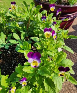 Outsidepride Viola Johnny Jump Up Wild Flowers & Ground Cover Plants - 5000 Seeds 41 81pqg8itaZL
