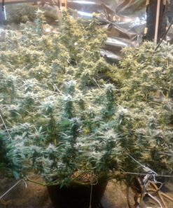 General Hydroponics MaxiGro Plant Food For Vigorous Growth, 2.2 lb 56 81pru7Fce4L