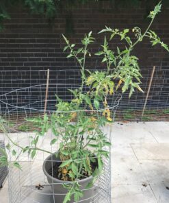 Clovers Garden Big Rainbow Tomato Plant – Two (2) Live Plants – Not Seeds –Each 5" to 7" Tall- in 3.5 Inch Pots 15 81psEj1n4wL