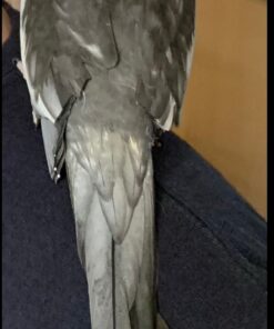 Prevue Hendryx Pet Products T3 Antimicrobial Cage Liner, 21-1/2-Inch by 100-Feet, White 23 81ptN4QrdgL