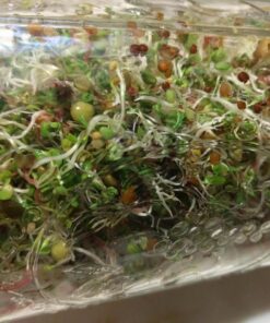 Todd's Seeds® Broccoli and Friends Sprouting Seed Mix, One Pound 48 81py rwOLPL