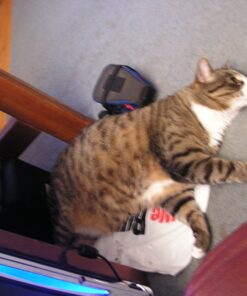 Halo Adult Wet Cat Food, Grain Free, Chicken Stew 5.5oz Can (Pack of 12) 5.5 Ounce (Pack of 12) 16 81pyWZVPw0L