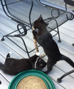 Purina ONE High Protein, Natural Dry Kitten Food, +Plus Healthy Kitten Formula - 16 lb. Bag Dry Food Chicken 16.00 Pound (Pack of 1) 42 81pzM x7TLL