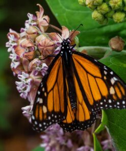 Seed Needs, Pink Common Milkweed Seeds - 100 Heirloom Seeds for Planting Asclepias syriaca - Perennial Flowers to Attract Monarch Butterflies & Other Pollinators (2 Packs) 2 Packs (200 Seeds) 15 81q0gVllxcL