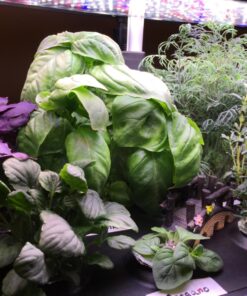 General Hydroponics MaxiGro Plant Food For Vigorous Growth, 2.2 lb 55 81q450O2SbL