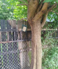 Heath Outdoor Products S-1-8 Single Hanging Suet Feeder , Green 1 12 81q7jbSWzZL