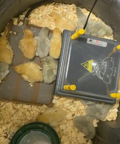 K&H Pet Products Thermo-Peep Heated Pad Tan Petite 9 X 12 Inches 43 81q7qIQXrtL 1