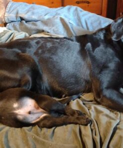 Purina Pro Plan High Calorie, High Protein Dry Dog Food, 30/20 Chicken & Rice Formula - 37.5 lb. Bag 37.50 Pound (Pack of 1) 36 81q9W8i19dL