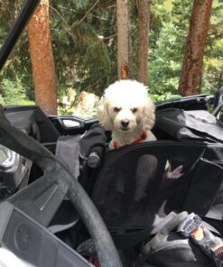 Pet Gear I-GO2 Roller Backpack, Travel Carrier, Car Seat for Cats/Dogs, Mesh Ventilation, Included Tether, Telescoping Handle, Storage Pouch 22.0"L x 13.5"W x 16.0"H 59 81qDoBQDyUL