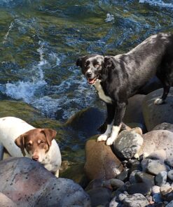 NUTRO NATURAL CHOICE Adult Dry Dog Food, Chicken & Brown Rice Recipe Dog Kibble, 30 lb. Bag 30 Pound (Pack of 1) 39 81qDp WEioL