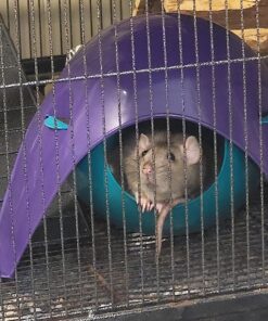 Lixit Critter Space Pod Hideaway Home for Guinea Pigs, Rats, Mice, Hamsters, Gerbils and Other Small Animals (Assorted, Large) Assorted 59 81qF3bubioL