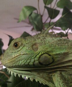 Nearly Natural 6' Palace Style Silk Artificial Ficus Tree, 6ft, Green 5216 6 ft 31 81qFo9pPOAL