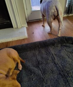 MidWest Homes for Pets 54L-Inch Gray Dog Bed or Cat Bed w/ Comfortable Bolster | Ideal for Giant Dog Breeds (Great Dane / Mastiff) & Fits a 54-Inch Dog Crate Grey 30 81qOSbkMnCL