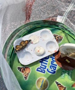 Insect Lore 5 Live Caterpillars Cup of Caterpillars Butterfly Kit Refill - Plus Butterfly Life Cycle Stages Toy Figurines - Shipped Now 62 81qR006RdKL