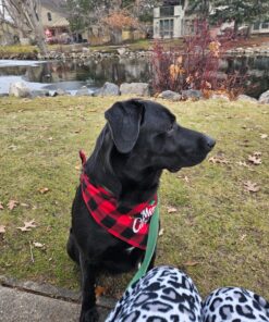 Pet MD - Dog Ear Cleaner Wipes - Otic Cleanser for Dogs to Stop Ear Itching, and Infections with Aloe and Eucalyptus - 100 Count 34 81qSlIo fdL