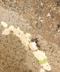 TERRO Liquid Ant Killer ll T200, 2 oz 52 81qSxDP4uqL