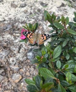 Painted Lady Butterfly Kit - Habitat, STEM Journal, & Voucher for Chrysalis Log & Caterpillars - Grow Your Own Butterfly Kit 59 81qV3iIJfGL 2