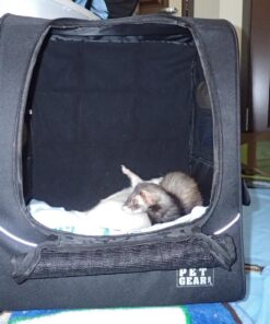 Pet Gear I-GO2 Roller Backpack, Travel Carrier, Car Seat for Cats/Dogs, Mesh Ventilation, Included Tether, Telescoping Handle, Storage Pouch 22.0"L x 13.5"W x 16.0"H 42 81qXQ1O0XtL